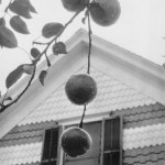 stieglitz_apples_and_gable